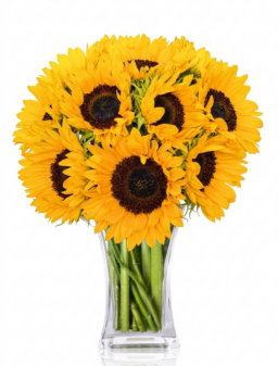 Arreglo de Girasoles Amarillos – Sol Radiante