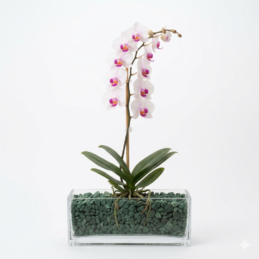 Arreglo de Orquídea Blanca en Base Rectangular de Cristal